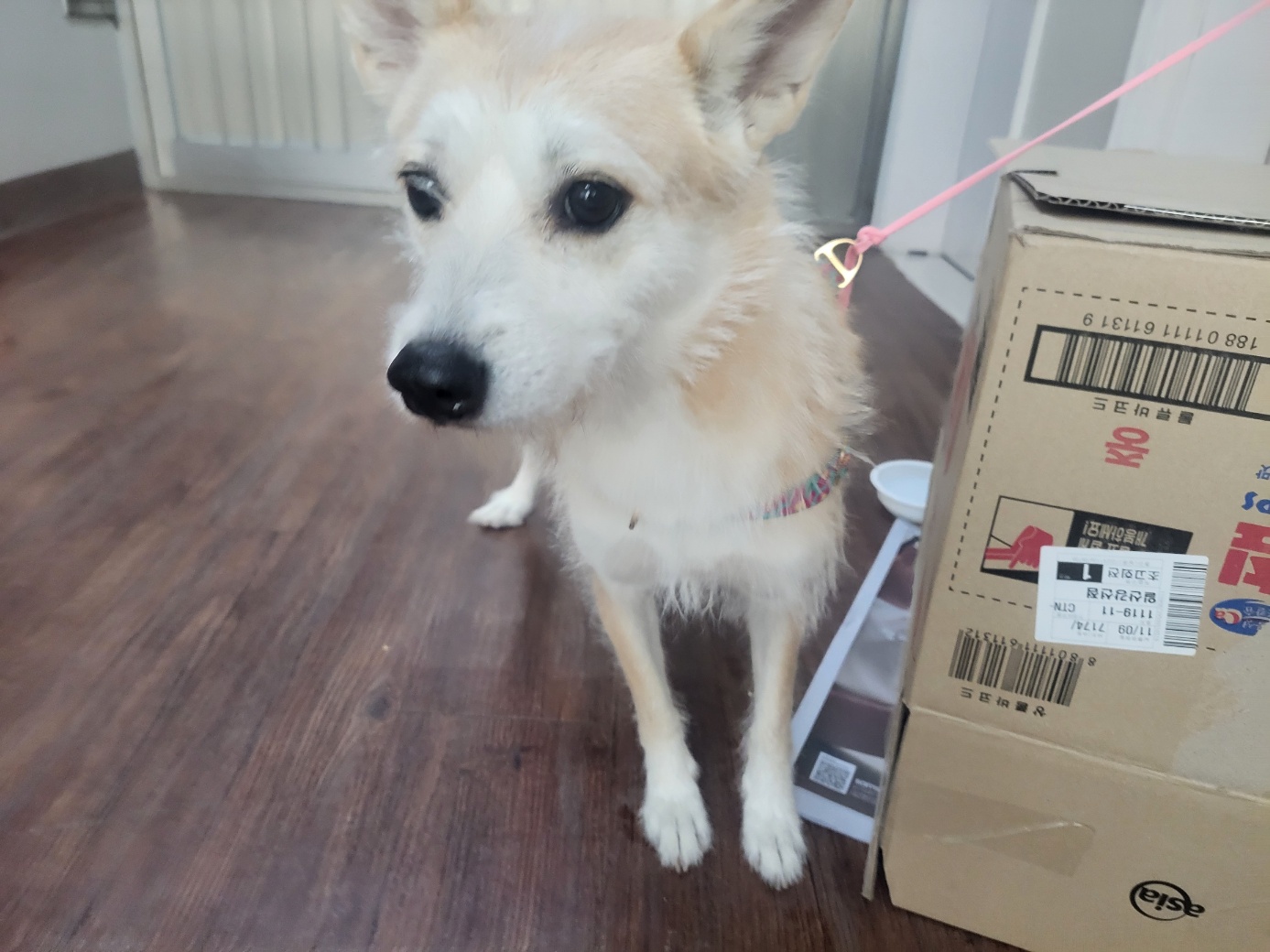 고양시동물보호센터_441394202402504